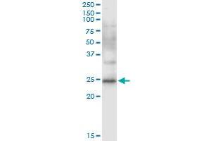 Immunoprecipitation of CD8B transfected lysate using anti-CD8B MaxPab rabbit polyclonal antibody and Protein A Magnetic Bead , and immunoblotted with CD8B purified MaxPab mouse polyclonal antibody (B01P) .