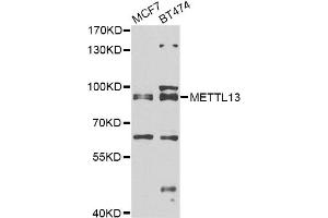 Western blot analysis of extracts of various cell lines, using METTL13 antibody. (METTL13 anticorps)