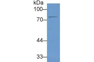 Rabbit Detection antibody from the kit in WB with Positive Control: Human liver lysate. (Lactoferrin Kit CLIA)