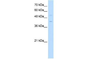 WB Suggested Anti-KLF1 Antibody Titration: 0.