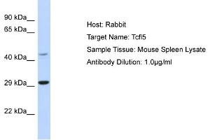 Host: Rabbit Target Name: Tcfl5 Sample Type: Mouse Spleen lysates Antibody Dilution: 1.