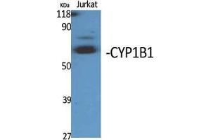 Western Blot (WB) analysis of specific cells using CYP1B1 Polyclonal Antibody.