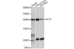 Western blot analysis of extracts of various cell lines, using CLTC antibody. (Clathrin Heavy Chain (CLTC) (AA 1451-1675) anticorps)