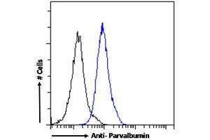 (ABIN185412) Flow cytometric analysis of paraformaldehyde fixed Kelly cells (blue line), permeabilized with 0. (PVALB anticorps  (C-Term))