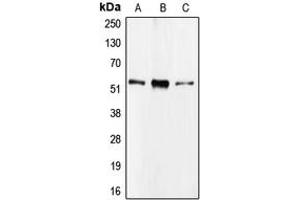 Western blot analysis of CDC20 expression in Raji (A), HEK293T (B), HL60 (C) whole cell lysates. (CDC20 anticorps  (Center))