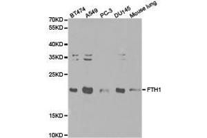 Western Blotting (WB) image for anti-Ferritin, Heavy Polypeptide 1 (FTH1) antibody (ABIN1872747) (FTH1 anticorps)