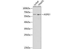 Western blot analysis of extracts of various cell lines, using  antibody (ABIN6132811, ABIN6136626, ABIN6136628 and ABIN6217524) at 1:1000 dilution. (AGFG1 anticorps  (AA 1-280))