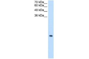MRPS12 antibody used at 0.