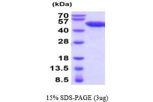 Enolase 2 (Gamma, Neuronal) (ENO2) (AA 1-434) (Active) protein (His tag)