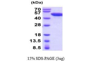 SDS-PAGE (SDS) image for Enolase 2 (Gamma, Neuronal) (ENO2) (AA 1-434) (Active) protein (His tag) (ABIN7281198) (ENO2/NSE Protein (AA 1-434) (His tag))