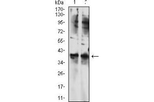Western blot analysis using TBP mouse mAb against NIH/3T3 (1) and SK-N-SH (2) cell lysate. (TBP anticorps  (AA 1-144))