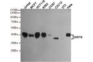Western blot analysis of extracts from Jurkat,MCF7,HC,K562,COS7,C2C12,3T3 and Hela cell lysates using SIRT6 mouse mAb (1:500 diluted). (SIRT6 anticorps)