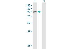 Western Blot analysis of TRAF3IP1 expression in transfected 293T cell line by TRAF3IP1 MaxPab polyclonal antibody.