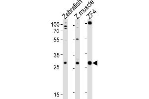 Western blot analysis of lysates from Zebrafish, zebra fish muscle tissue lysate, ZF4 cell line (from left to right), using (DANRE) ak2 Antibody (N-term) Azb18720b. (Adenylate Kinase 2 anticorps  (N-Term))