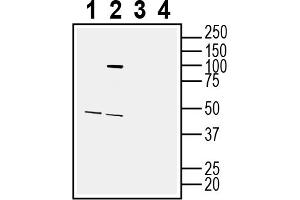 anti-G Protein-Coupled Receptor 88 (GPR88) (AA 144-157), (Intracellular), (Loop 2) antibody