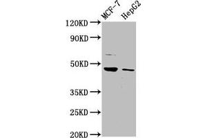 Western Blot Positive WB detected in: MCF-7 whole cell lysate, HepG2 whole cell lysate All lanes: HEPACAM antibody at 3. (HEPACAM anticorps  (AA 265-415))
