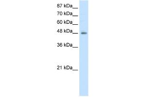 WB Suggested Anti-ERGIC2 Antibody Titration:  2. (ERGIC2 anticorps  (N-Term))