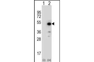 Western blot analysis of ID (arrow) using rabbit polyclonal ID Antibody (N-term) (ABIN652735 and ABIN2842487). (PPID anticorps  (N-Term))
