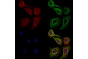 ABIN7094591 and ABIN7098640 staining Hela cells by IF/ICC.