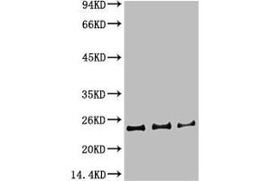 Western blot analysis of 1) Hela Cell Lysate, 2)3T3 Cell Lysate, 3) PC12 Cell Lysate using HP-1γα Mouse mAb diluted at 1:1000. (CBX5 anticorps)