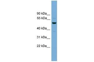 ASZ1 antibody used at 1 ug/ml to detect target protein. (ASZ1 anticorps  (Middle Region))