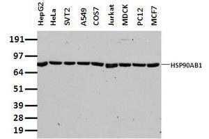 Western Blotting (WB) image for anti-Heat Shock Protein 90kDa alpha (Cytosolic), Class B Member 1 (HSP90AB1) antibody (ABIN1498739)