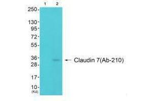 Western blot analysis of extracts from 3T3 cells (Lane 2), using Claudin 7 (Ab-210) antiobdy. (Claudin 7 anticorps  (Tyr210))