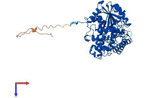AlphaFold protein structure predicition of Human Recombinant GPT2 Protein, UniprotID Q8TD30