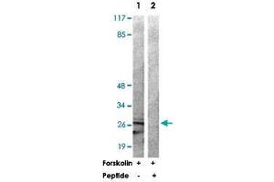 Western blot analysis of extracts from 293 cells treated with Forskolin (40 nM, 30 min) using YWHAZ polyclonal antibody . (14-3-3 zeta anticorps)