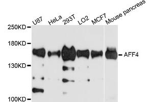 Western blot analysis of extracts of various cell lines, using AFF4 antibody. (AFF4 anticorps)