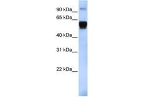 Image no. 1 for anti-Tripartite Motif Containing 10 (TRIM10) (AA 396-445) antibody (ABIN6742468) (TRIM10 anticorps  (AA 396-445))