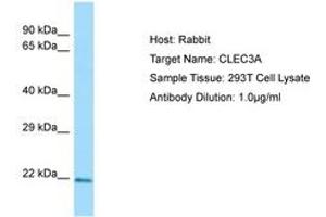 Image no. 1 for anti-C-Type Lectin Domain Family 3, Member A (CLEC3A) (N-Term) antibody (ABIN6750093) (CLEC3A anticorps  (N-Term))