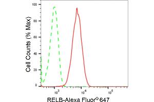 Flow cytometric analysis of RELB expression in C2C12 cells using RELB antibody (ABIN7800804), 1:2,000). (Recombinant RELB anticorps)