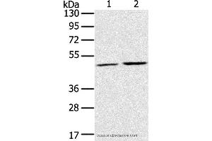 Western blot analysis of K562 and NIH/3T3 cell, using RRAGC Polyclonal Antibody at dilution of 1:400 (GTR2 anticorps)