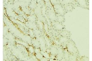 ABIN6277251 at 1/100 staining Mouse kidney tissue by IHC-P.
