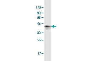 Western Blot detection against Immunogen (39. (Motilin anticorps  (AA 1-115))
