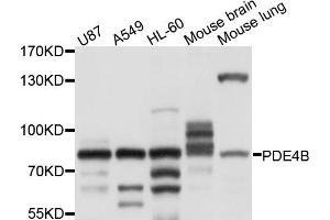Western blot analysis of extracts of various cell lines, using PDE4B antibody (ABIN6003881) at 1/1000 dilution. (PDE4B anticorps)