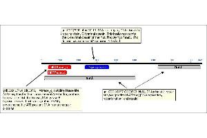 Image no. 2 for anti-PMS2 Postmeiotic Segregation Increased 2 (S. Cerevisiae) (PMS2) (AA 58-81) antibody (ABIN400795) (PMS2 anticorps  (AA 58-81))
