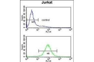 PCCB Antibody (Center) (ABIN652789 and ABIN2842517) flow cytometry analysis of Jurkat cells (bottom histogram) compared to a negative control cell (top histogram).