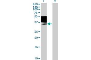 Western Blot analysis of MAGEB1 expression in transfected 293T cell line by MAGEB1 MaxPab polyclonal antibody. (MAGEB1 anticorps  (AA 1-347))