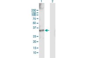 Western Blot analysis of RDHE2 expression in transfected 293T cell line by RDHE2 MaxPab polyclonal antibody.
