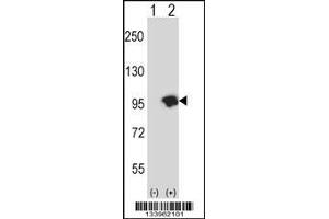 Western blot analysis of USP15 using rabbit polyclonal USP15 Antibody using 293 cell lysates (2 ug/lane) either nontransfected (Lane 1) or transiently transfected (Lane 2) with the USP15 gene. (USP15 anticorps  (N-Term))