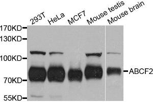 Western blot analysis of extract of various cells, using ABCF2 antibody. (ABCF2 anticorps)