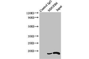 Immunoprecipitating NDUFB6 in HEK293 whole cell lysate Lane 1: Rabbit control IgG instead of (1 μg) instead of ABIN7160929 in HEK293 whole cell lysate. (NDUFB6 anticorps  (AA 2-67))