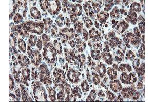 Image no. 10 for anti-serpin Peptidase Inhibitor, Clade B (Ovalbumin), Member 1 (SERPINB1) (AA 77-306) antibody (ABIN1491670)