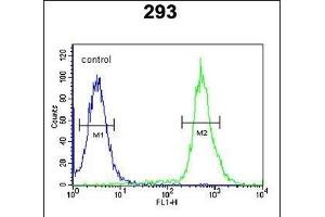 anti-TAM41, Mitochondrial Translocator Assembly and Maintenance Protein (TAMM41) (AA 180-208) antibody