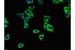 Immunofluorescent analysis of HepG2 cells using ABIN7170219 at dilution of 1:100 and Alexa Fluor 488-congugated AffiniPure Goat Anti-Rabbit IgG(H+L)
