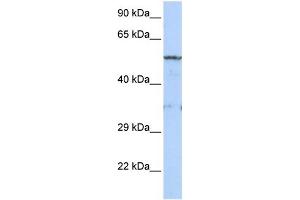 WB Suggested Anti-LIPG Antibody Titration:  0. (LIPG anticorps  (Middle Region))