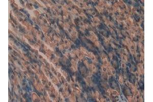 Detection of CYPB in Mouse Stomach Tissue using Polyclonal Antibody to Cyclophilin B (CYPB)