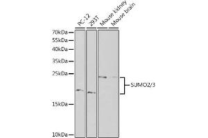 Western blot analysis of extracts of various cell lines, using SUMO2 antibody (ABIN6128719, ABIN6148726, ABIN6148728 and ABIN6218594) at 1:1000 dilution. (SUMO2 anticorps  (AA 1-95))